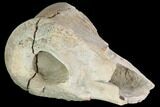 Theropod Phalange (Toe Bone) Section - Montana #103749-2
